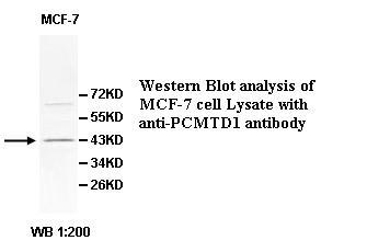 Anti-PCMTD1 Antibody