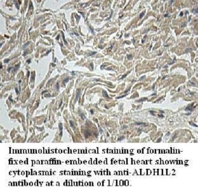 Anti-ALDH1L2 Antibody