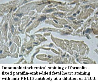 Anti-PELI3 Antibody