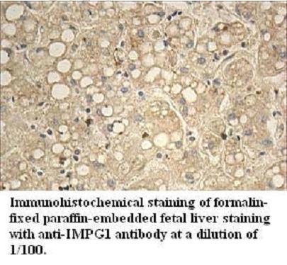 Anti-IMPG1 Antibody