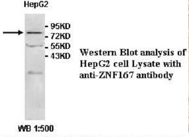 Anti-ZNF167 Antibody