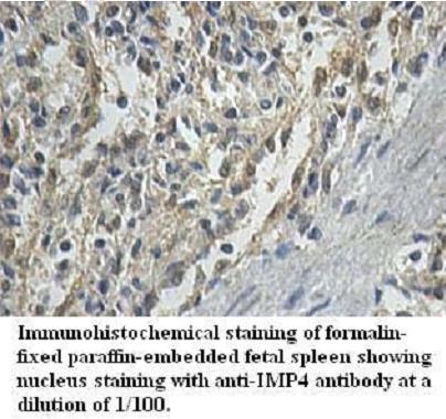 Anti-IMP4 Antibody
