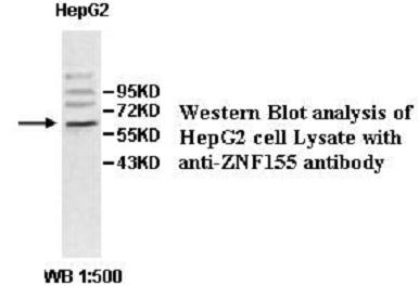 Anti-ZNF155 Antibody