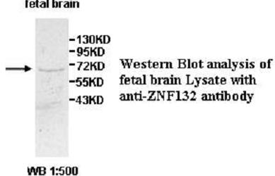 Anti-ZNF132 Antibody