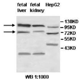 Anti-ZNF184 Antibody