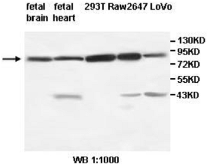 Anti-TRIM3 Antibody