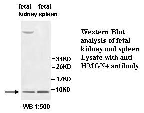 Anti-HMGN4 Antibody