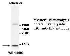 Anti-IL9 Antibody