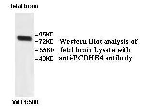 Anti-PCDHB4 Antibody