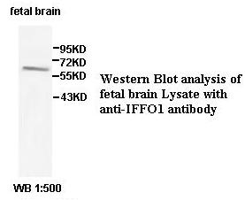 Anti-IFFO1 Antibody