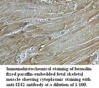 Anti-IDI2 Antibody