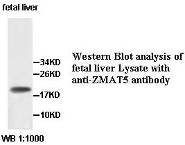 Anti-ZMAT5 Antibody