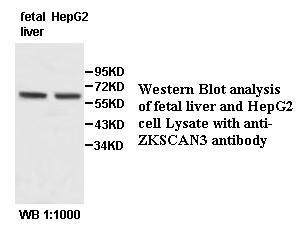 Anti-ZKSCAN3 Antibody