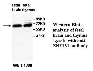 Anti-ZNF131 Antibody