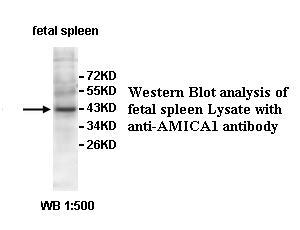 Anti-AMICA1 Antibody
