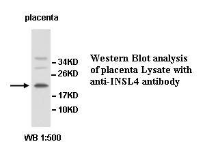Anti-INSL4 Antibody