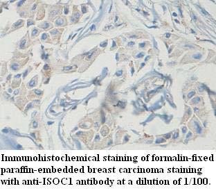 Anti-ISOC1 Antibody
