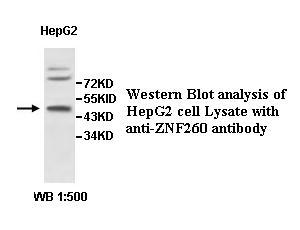 Anti-ZNF260 Antibody