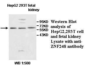 Anti-ZNF248 Antibody