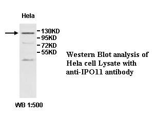 Anti-IPO11 Antibody