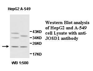 Anti-JOSD1 Antibody