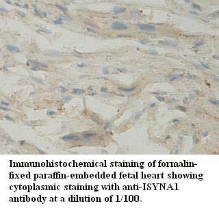 Anti-ISYNA1 Antibody