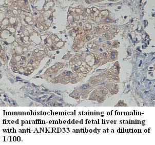 Anti-ANKRD33 Antibody