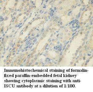 Anti-ISCU Antibody