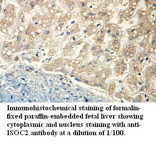 Anti-ISOC2 Antibody