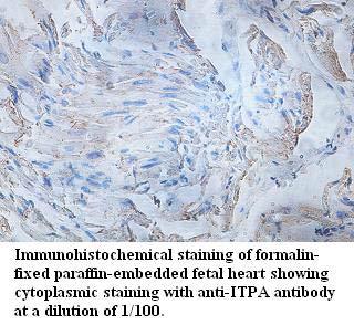 Anti-ITPA Antibody