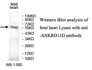Anti-ANKRD13D Antibody