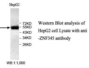 Anti-ZNF345 Antibody