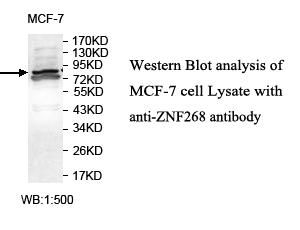 Anti-ZNF268 Antibody