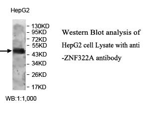 Anti-ZNF322A Antibody