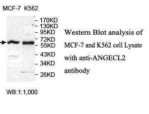 Anti-ANGEL2 Antibody