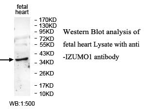 Anti-IZUMO1 Antibody