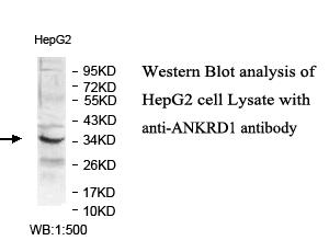 Anti-ANKRD1 Antibody