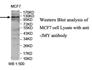 Anti-JMY Antibody