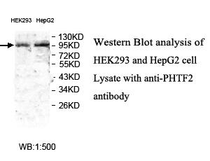 Anti-PHTF2 Antibody