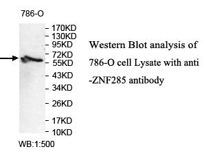 Anti-ZNF285 Antibody
