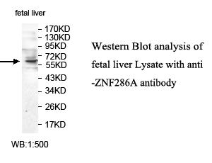 Anti-ZNF286A Antibody
