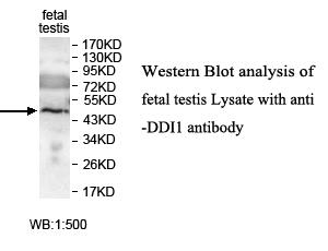 Anti-DDI1 Antibody