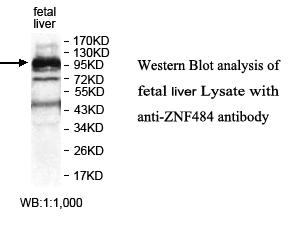 Anti-ZNF484 Antibody