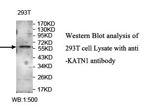 Anti-ZNF449 Antibody
