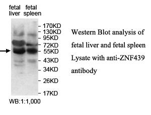 Anti-ZNF439 Antibody