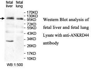 Anti-ANKRD44 Antibody