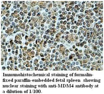 Anti-MDM4 Antibofy Antibody