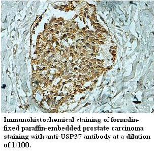 Anti-USP37 Antibody