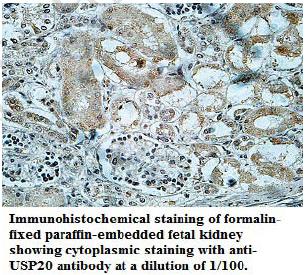 Anti-USP20 Antibody