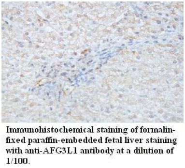 Anti-AFG3L1 Antibody